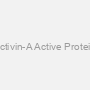 Activin-A Active Protein